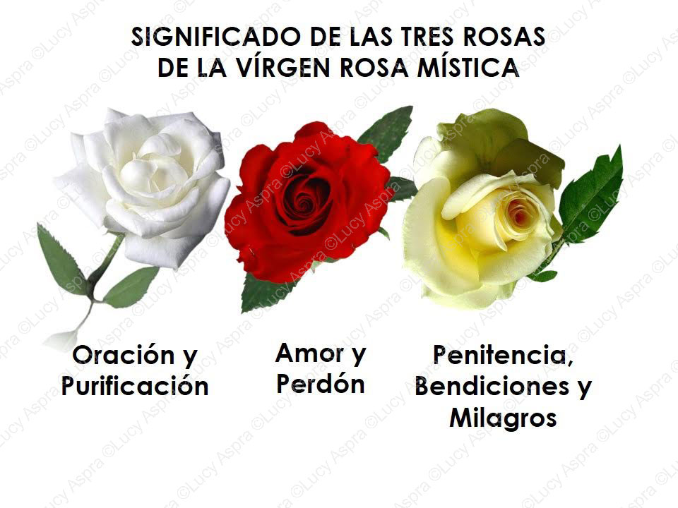 significado de los colores de las rosas de la rosa mistica